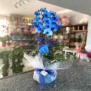  Burdur Çiçekçiler - Orkideler