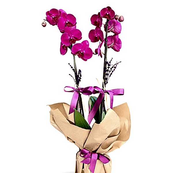  Burdur Çiçek - ÇİFT DAL MOR ORKİDE
