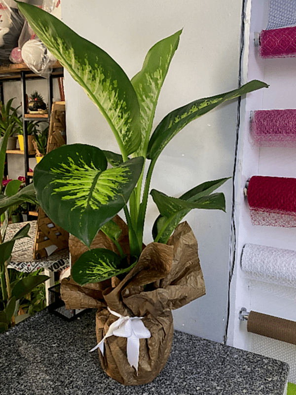  Burdur Çiçek Siparişi - Difenbahya çiçeği  (Dieffenbachia Tropik Snow)