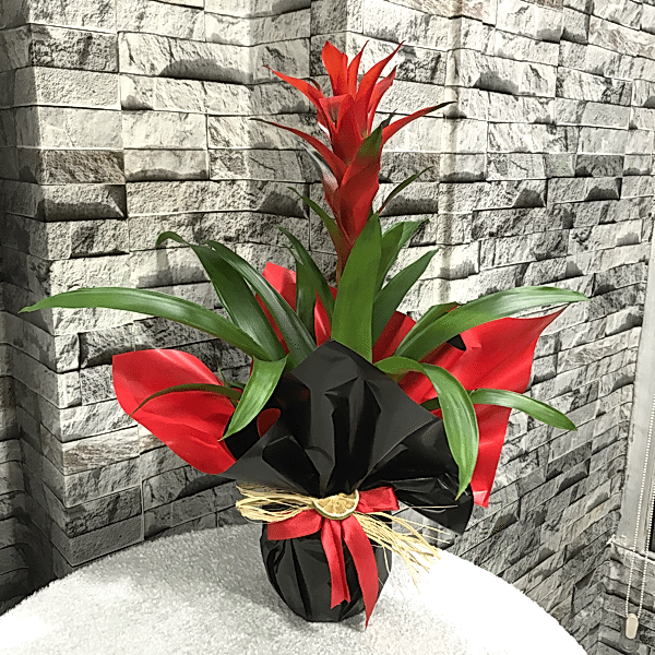  Burdur Çiçekçiler - GUZMANYA 