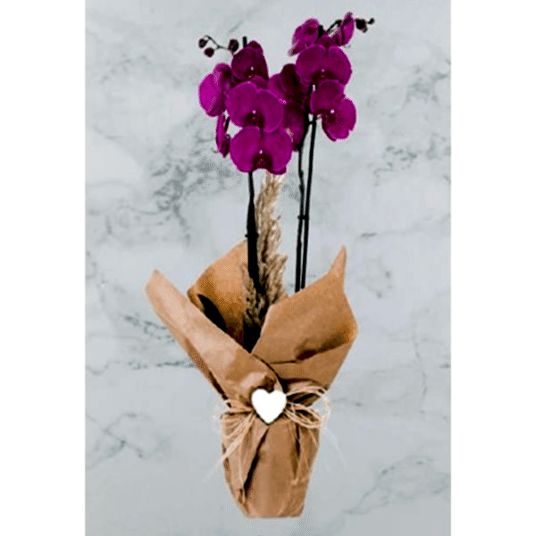  Burdur Çiçek Siparişi - ÇİFTDAL MOR RENK ORKİDE