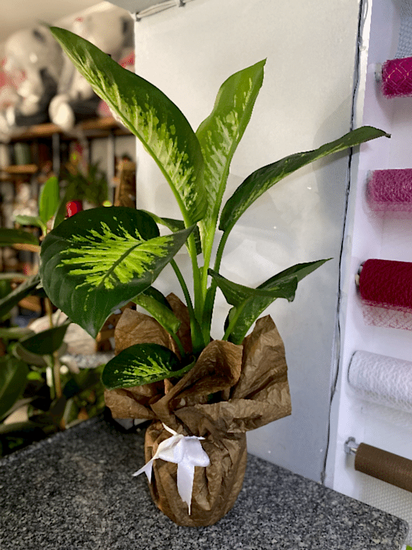  Burdur Çiçekçiler - Difenbahya çiçeği  (Dieffenbachia Tropik Snow)