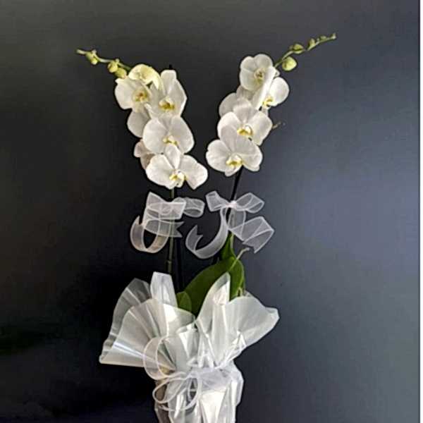  Burdur Çiçek - çift dal beyaz orkide