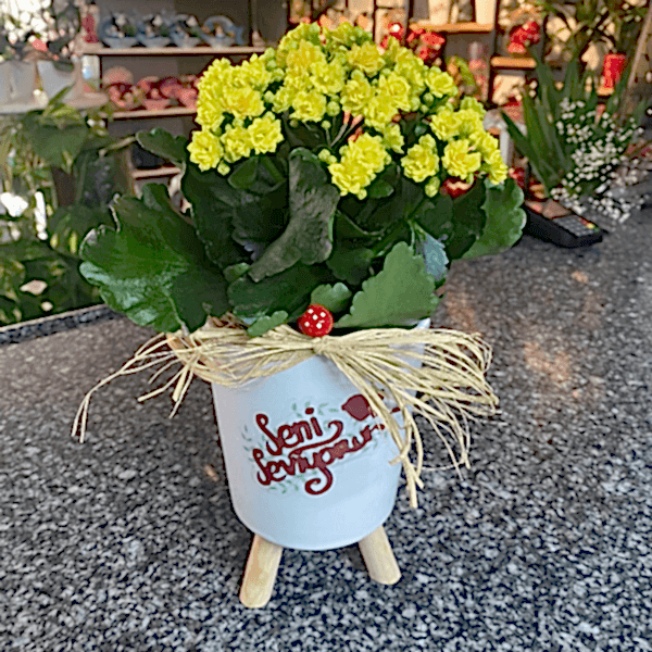 Burdur Çiçekçi - KALANŞO