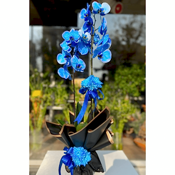  Burdur Çiçek Gönder - MAVİ ORKİDE