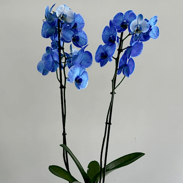  Burdur Çiçek Siparişi - MAVİ ORKİDE