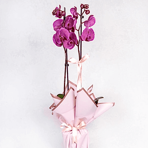  Burdur Çiçek Siparişi - MOR ORKİDE