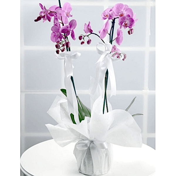  Burdur Çiçek Gönder - PEMBE ORKİDE