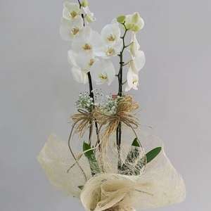  Burdur Çiçek Gönder - BEYAZ ORKİDE