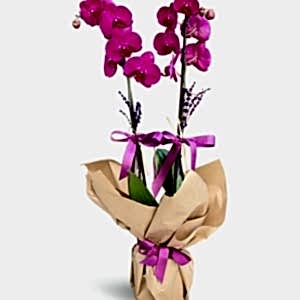  Burdur Çiçek - ARAJMAN