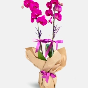  Burdur Çiçek Gönder - ARAJMAN