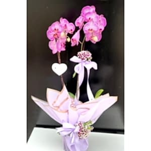  Burdur Çiçek Siparişi - KIRÇIL PEMBE ORKİDE