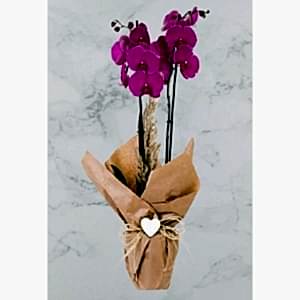  Burdur Çiçek Siparişi - ÇİFTDAL MOR RENK ORKİDE