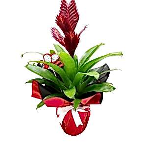  Burdur Çiçekçiler - VİRESİA (ALEVKILICI ÇİÇEĞİ)