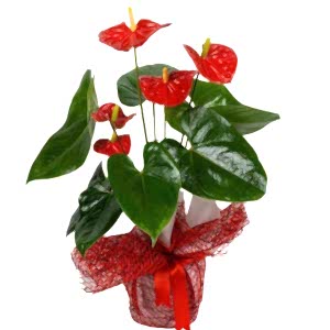  Burdur Çiçek Siparişi - Küçük Anthorium Bitkisi