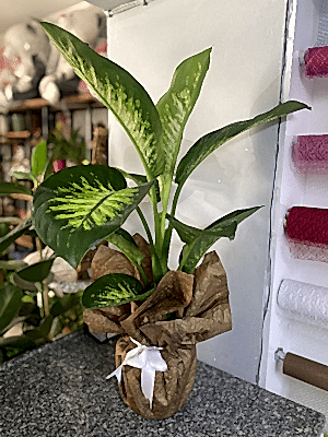  Burdur Çiçekçiler - Difenbahya çiçeği  (Dieffenbachia Tropik Snow)