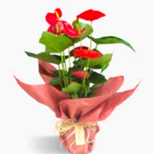  Burdur Çiçek Gönder - ANTORYUM