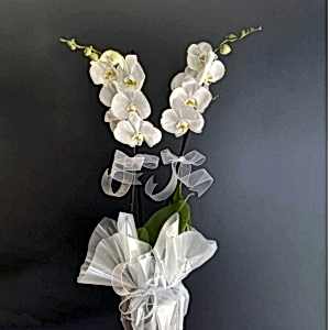  Burdur Çiçek - çift dal beyaz orkide