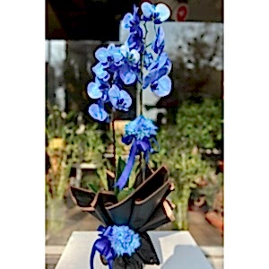  Burdur Çiçek Gönder - MAVİ ORKİDE