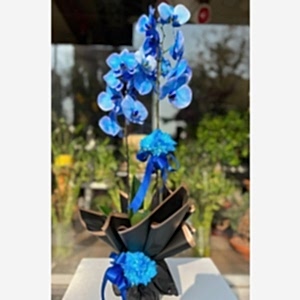  Burdur Çiçek Siparişi - MAVİ ORKİDE