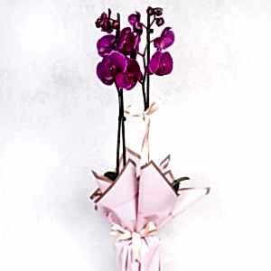  Burdur Çiçek Siparişi - MOR ORKİDE