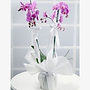  Burdur Çiçek Gönder - PEMBE ORKİDE